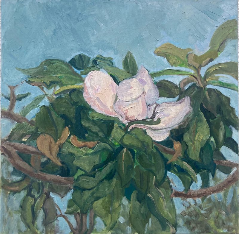 Magnolia, Oil on canvas, 40x40, 2024